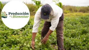 Producción para el Bienestar septiembre 2026: Llega el último pago del año para café, cacao y miel