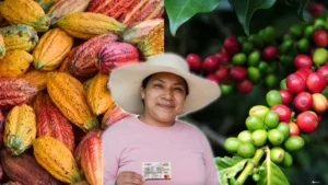 Producción para el Bienestar: productores de café y cacao reciben su pago en septiembre
