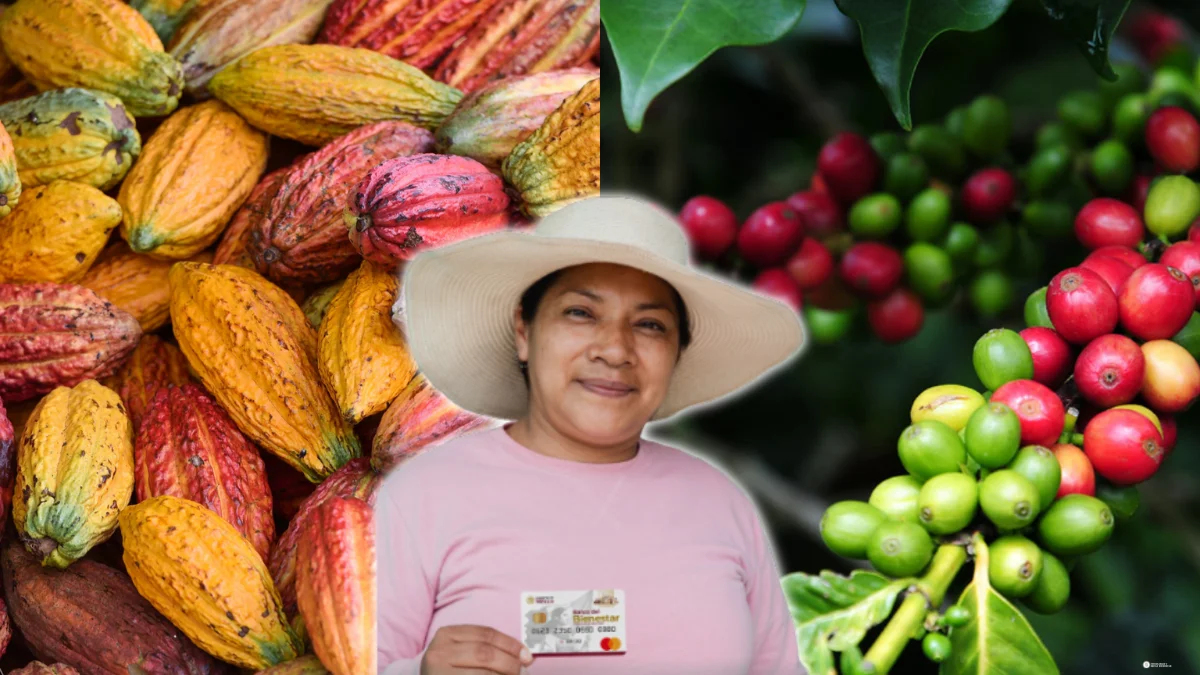 Producción para el Bienestar: productores de café y cacao reciben su pago en septiembre